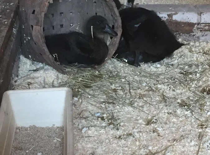 Campeggio Triangle *