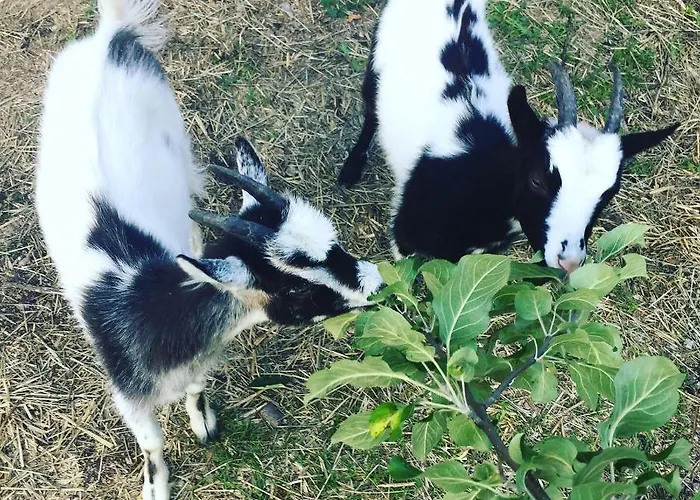 Triangle Campeggio *